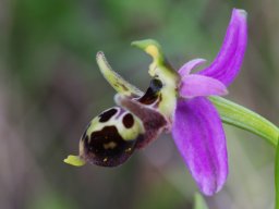 Ophrys_oestrifera_ssp_montis_gargani_Vieste